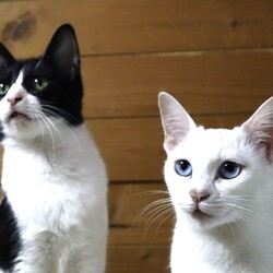 「猫の駅」 in 林屋動物診療室 総合医療センター