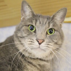 「猫の駅」 in 林屋動物診療室 総合医療センター サムネイル2