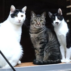 「猫の駅」 in 林屋動物診療室 総合医療センター サムネイル3