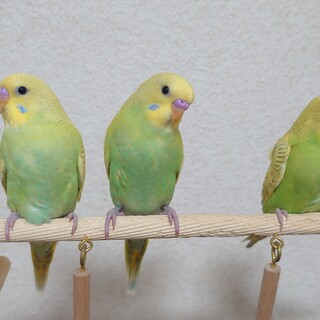 セキセイインコ　ヒナ上がり　里親募集。