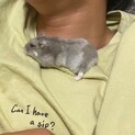 ジャンガリアンハムスター　おもちちゃん