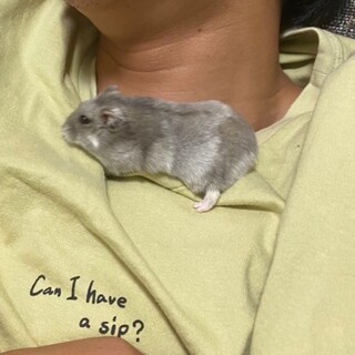 ジャンガリアンハムスター　おもちちゃん