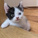 生後1ヶ月☆ハチワレオッドアイの人懐っこい仔猫