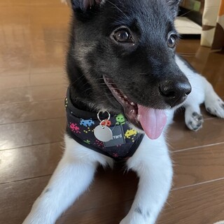 「エバ」女の子