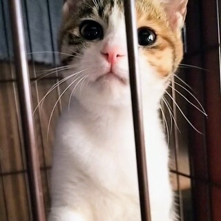 抱き心地最高♡ぽちゃ三毛