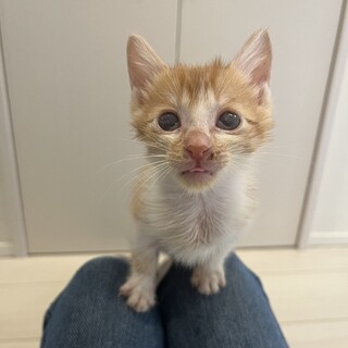 生後2ヶ月☆甘えん坊の男の子☆