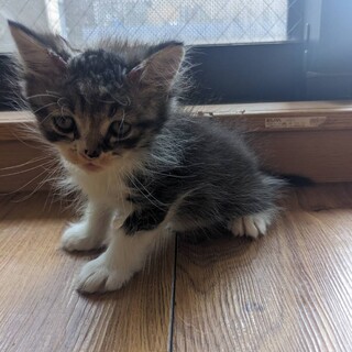 生後１ヶ月半☆甘えん坊ハチワレ×ペルシャのメス仔猫