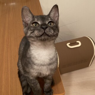 甘えん坊なブラックスモーク