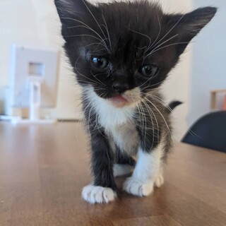 生後１ヶ月半☆手に少し障害・ハチワレメスの仔猫