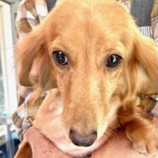 ダックスの女の子