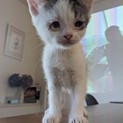 生後１ヶ月半☆おとなしい白と茶柄のメスの仔猫