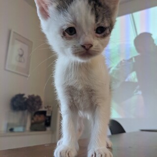 生後１ヶ月半☆おとなしい白と茶柄のメスの仔猫