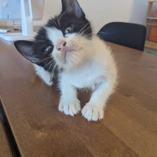 生後１ヶ月半☆やんちゃなハチワレオスの仔猫