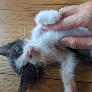 生後１ヶ月半☆やんちゃで甘えん坊のハチワレオス仔猫