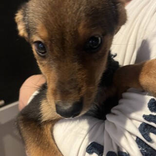 素敵なご縁がありましたなんとも可愛い男の子