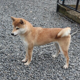 お散歩大好き　大人しい人懐こい犬