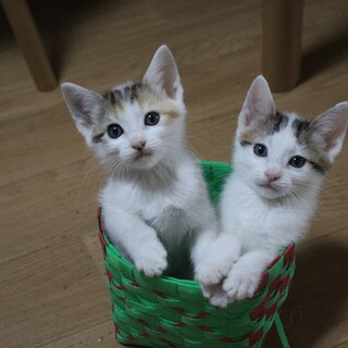 超甘えん坊な可愛い大和撫子兄妹