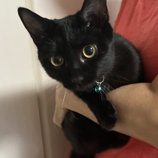 抱っこ大好きお膝猫❤️なぎちゃん