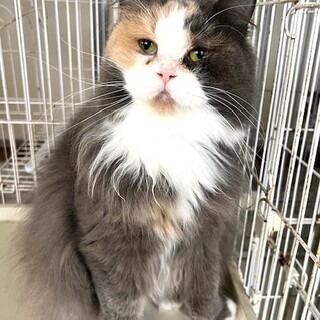 C22W1146★猫初心者OK★ゴージャス！！