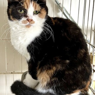 C23-W1212★甘えん坊女子★三毛★