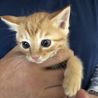 ボクの家族になってください