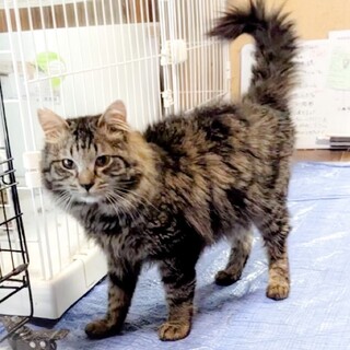 【膝抱っこ可】人馴れ猫慣れ抜群の長毛猫ちゃん