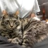 【膝抱っこ可】人馴れ猫慣れ抜群の長毛猫ちゃん サムネイル3