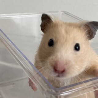 キンクマハムスター　きなこちゃん