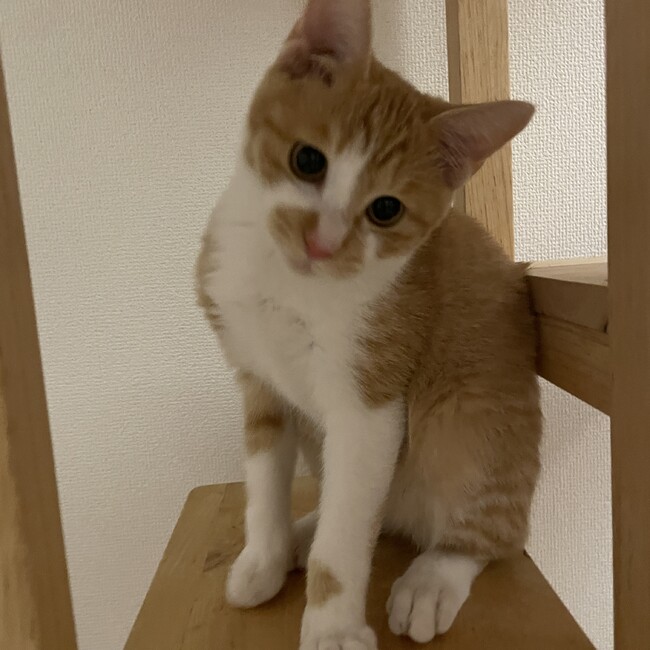まるおまるのカバー写真