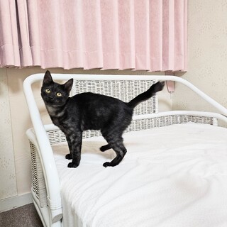 ☆黒猫じゃないよ、ブラックスモークだよ☆