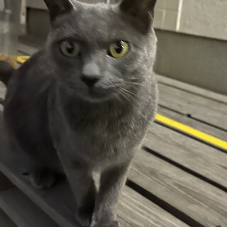 生後4週のママ1歳ロシアンブルーみたいな色♡