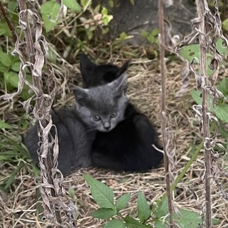生後4週くらい！グレー2匹と黒2匹♡ママも里親募集