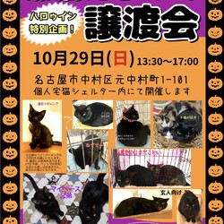 ハロウィンだよ！黒猫だらけの譲渡会in名古屋