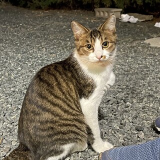 生後5ヶ月　キジシロくん