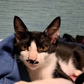 社交的なリキ君