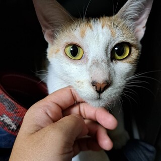 フレンドリーな母猫マロン