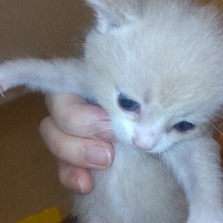 10月1日生まれです。男の子