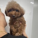 イテちゃん(3歳)トライアル決定