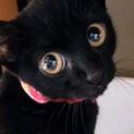 くりくり目の黒猫の女の子