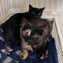 2匹仲良し兄弟の1匹♡サビ猫ちゃん