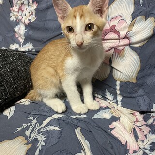 ちょっと控えめなチャー