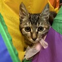 遊んでほしいブラウンタビー子猫