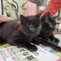 まんまるお顔のおちょぼ口♡黒猫ちゃん