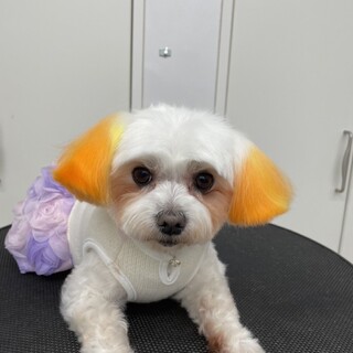 みかんちゃん（6歳）マルチーズ♀