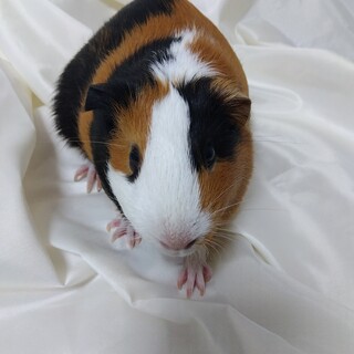 モルモット女の子2022年12月24日生まれ