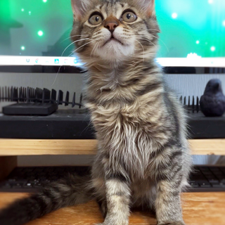 キジ長毛の女の子、メルちゃん♡