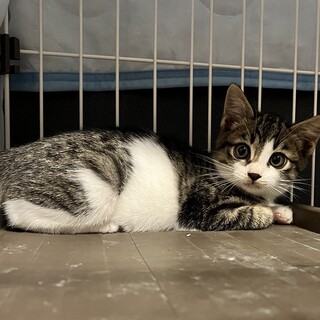 900g キジ白の男の子です