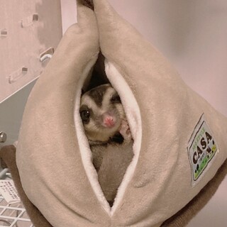 元気なフクロモモンガの男の子