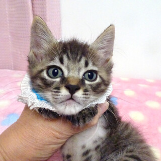 甘えた♪愛護センターから★翔(しょう)くん2ヵ月