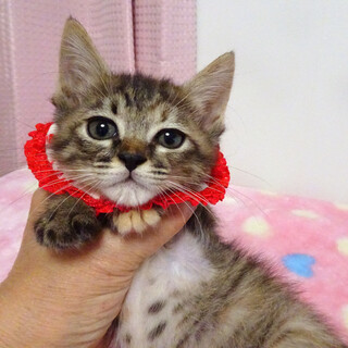 甘えた♪愛護センターから★糸(いと)ちゃん2ヵ月弱